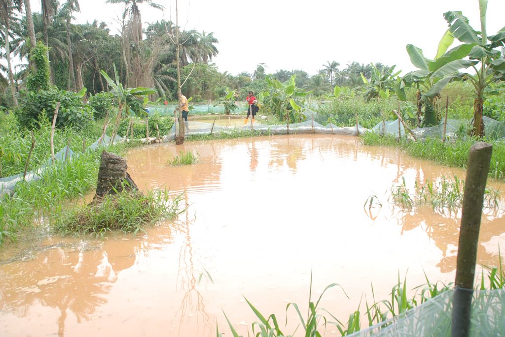 Save our fishes from imminent death, Camp 74 fish farmers cry out to Okowa in SOS