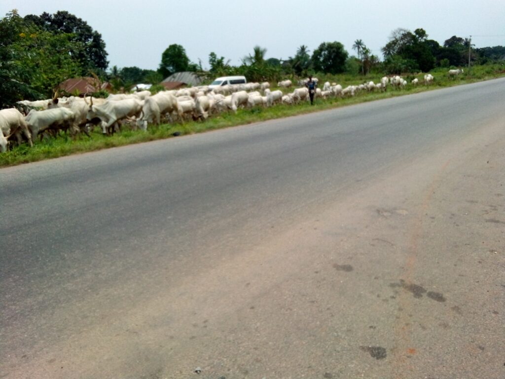 Delta’s Anti-open Grazing Law not abandoned, says Aniagwu; appeals for patience as State Govt perfects enforcement plans